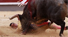 Toros