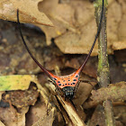 Curved Spiny Spider