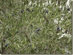 olives roquessels_1_1