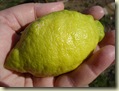 lemon_1_1
