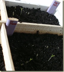 tomato seedlings_1_1