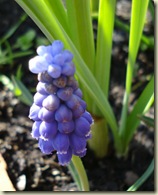 grape hyacinth1_1_1_1