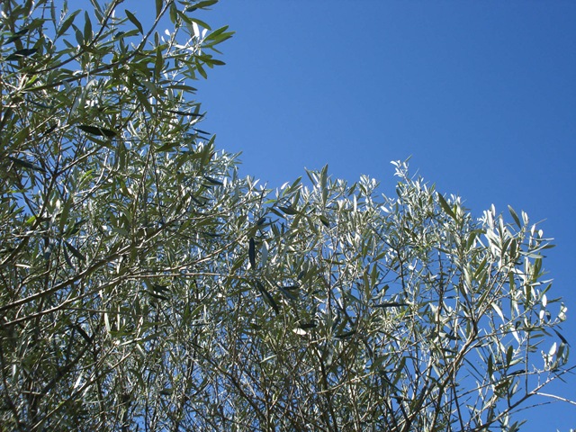 [olive leaves_1_1[6].jpg]