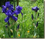 purple irises_1_1