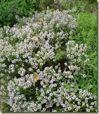 thyme   butterflies_1_1