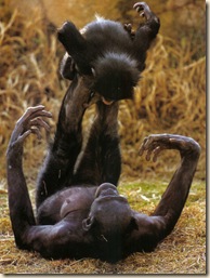 bonobo20mom20and20child
