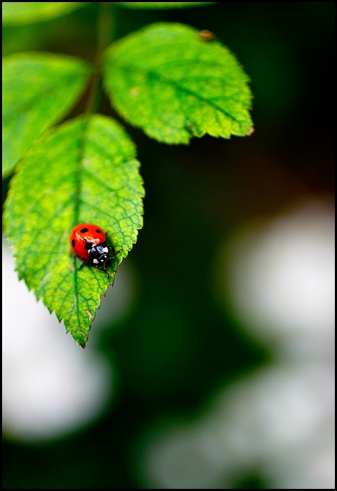 ladybug1