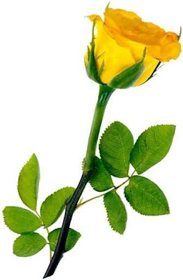 Rosa1.jpg