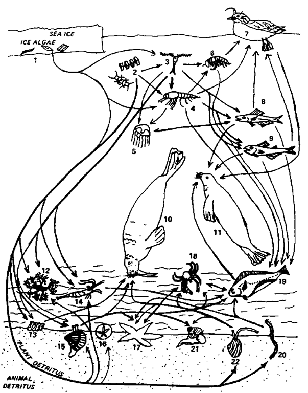 Predation In Ecosystem