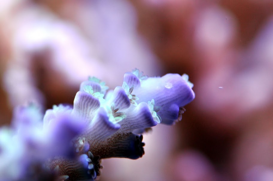 Show off your Rarest/Most Colorful SPS corals - Page 19 - Reef Central ...