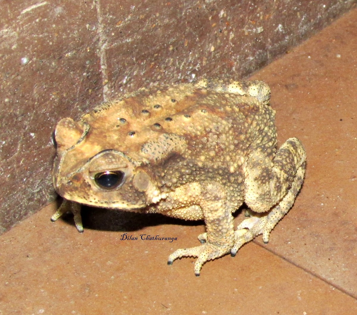 True-toad