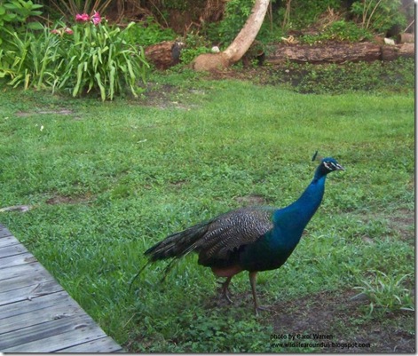 Peacocks in the yard 008cs