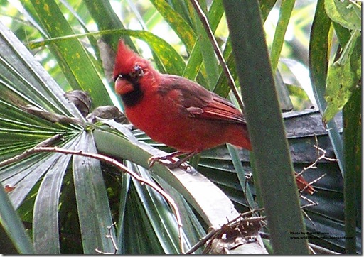 Cardinal (10)cs