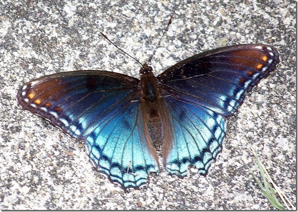Butterfly Ky Butterfly Ky