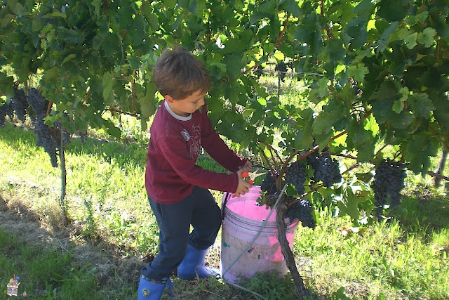 SA_Vendemmia_2010_09.jpg