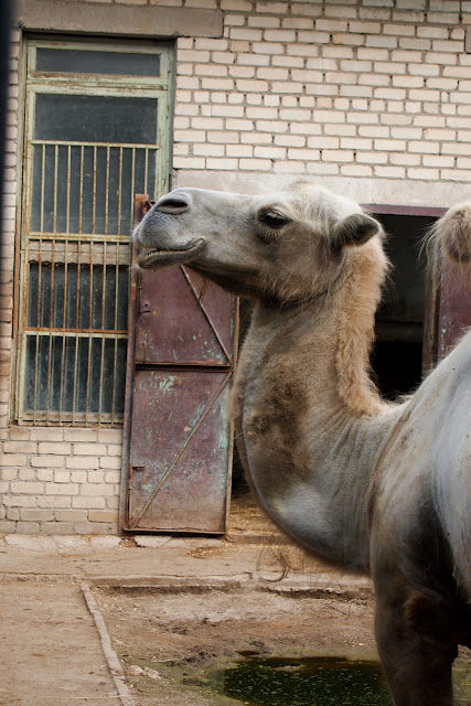Поход в николаевский зоопарк.