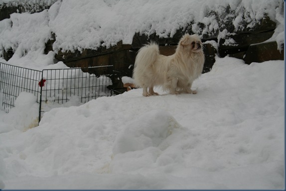 Lulle koser seg ut i snøen , des 2009