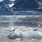 Arctic Tern