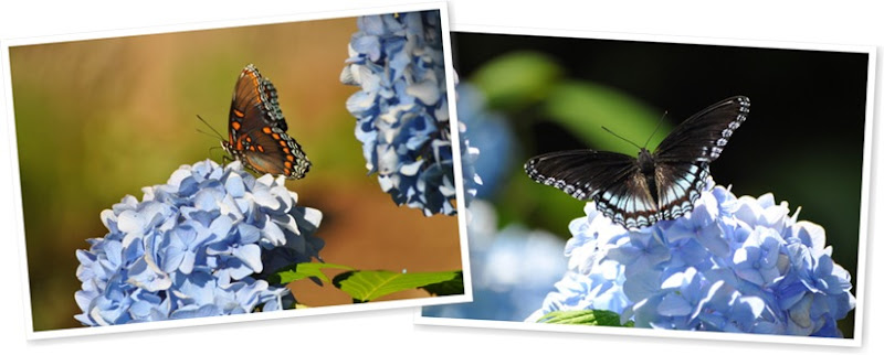 View butterfly-hydrangea