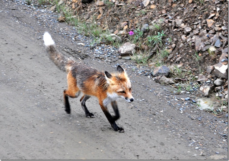 fox running from eagle
