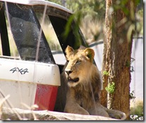 wild animal park lion in suv
