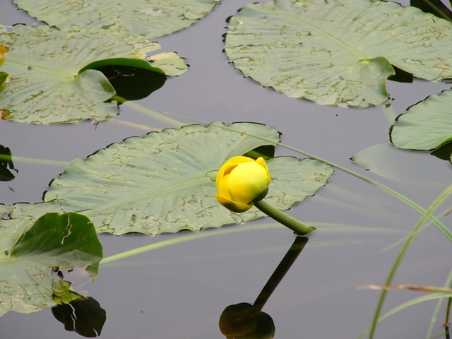 [rmnp water lily[4].jpg]