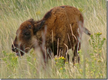 csp bison calf