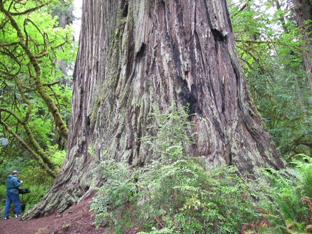 [cc_redwoods_big_tree[4].jpg]