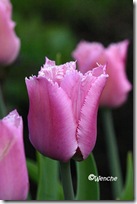 Tulipa Fringed