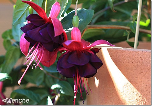 'Rohees New Millenium' | Wenches Fuchsia