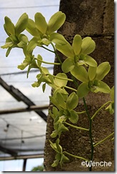 Dendrobium-Airy-Green