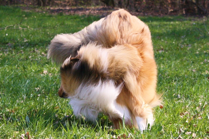 Natürlich kann man ohne Hund leben&hellip;. Neue Bilder von Ivy