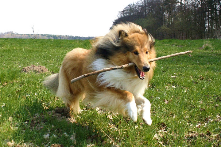 Natürlich kann man ohne Hund leben&hellip;. Neue Bilder von Ivy