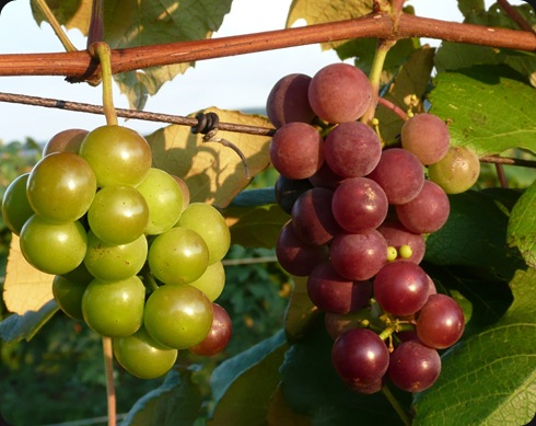 niagara grapes
