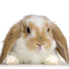 bunny_rabbit_cr
