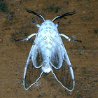 Leopard moth