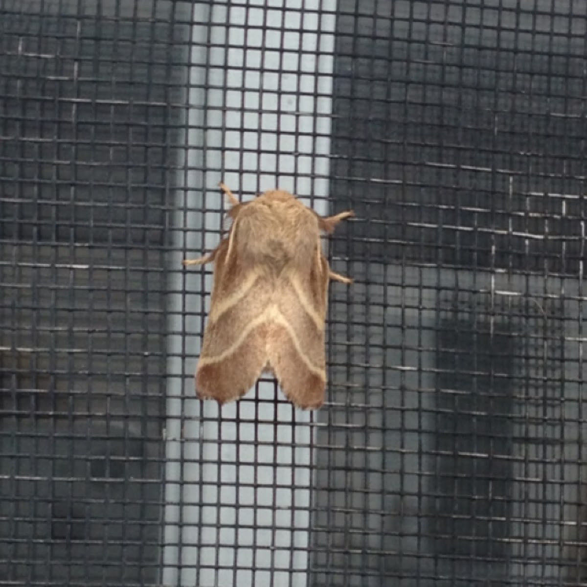 Eastern tent moth