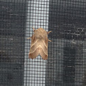 Eastern tent moth