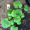 My other squash plant