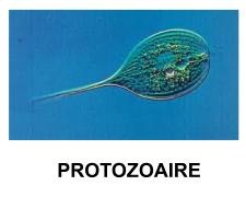 protozoaire