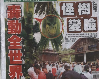 馬來西亞樹妖人臉鬼樹圖片4
