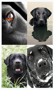 How to get Labrador HD Wallpaper 1.0 apk for android