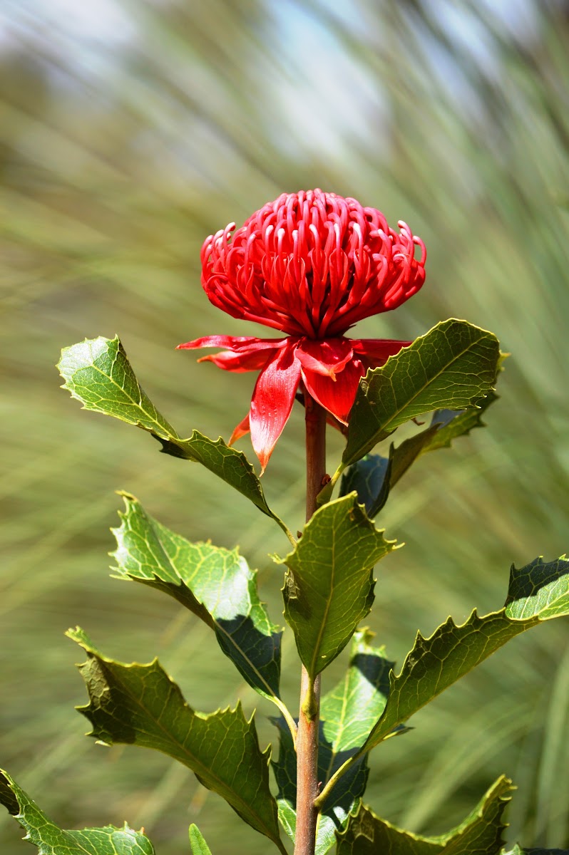 Gibraltar Range Waratah