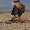 Southern Crested Caracara