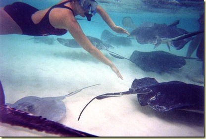 swimming with the stingrays