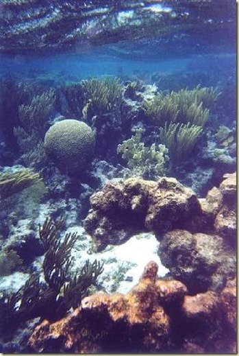 coral gardens