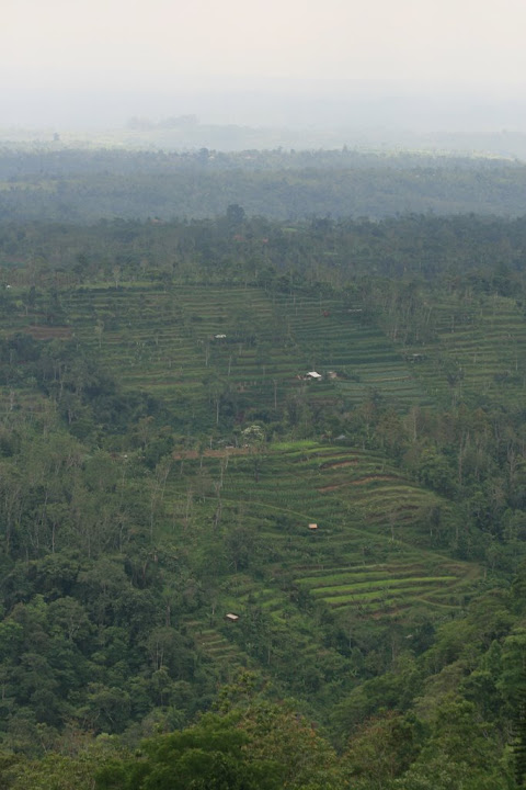 Pacung: rizières