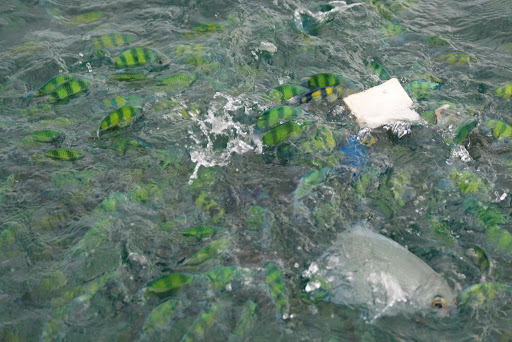 Poissons vus du bateau