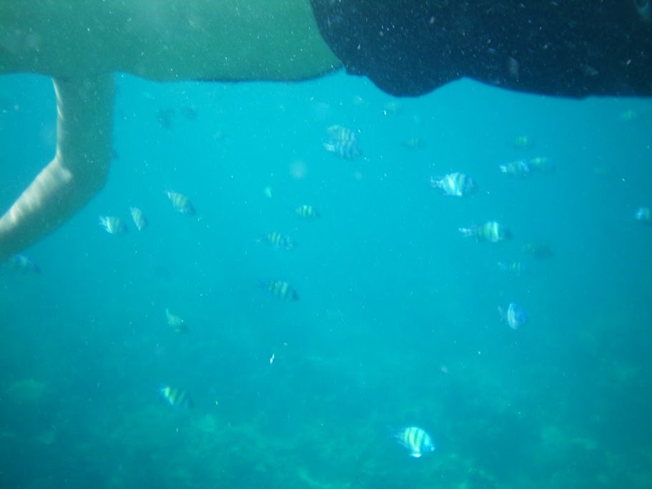 Maya Bay: Poissons