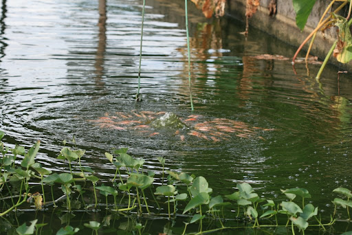 poissons a la source d'air